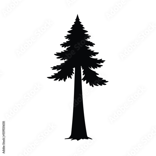 Majestic towering redwood tree silhouette reaching high into the sky