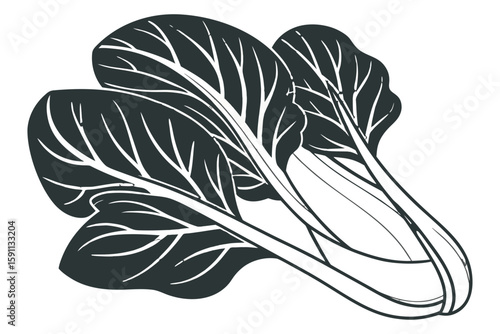 A detailed illustration of bok choy isolated on white background