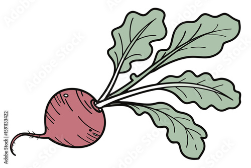 Red beet with green leaves, isolated on white background