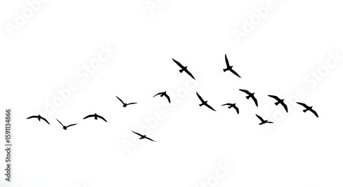 birds in flight