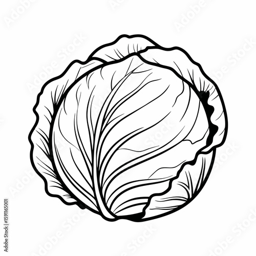 Hand-drawn monochrome vector of a whole cabbage with textured leaves, symbolizing fresh vegetables, healthy food, and botanical produce in vintage engraved style  
