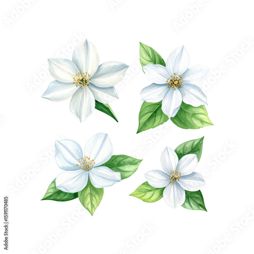 Beautiful watercolor jasmine flower blossom illustrations on transparent background