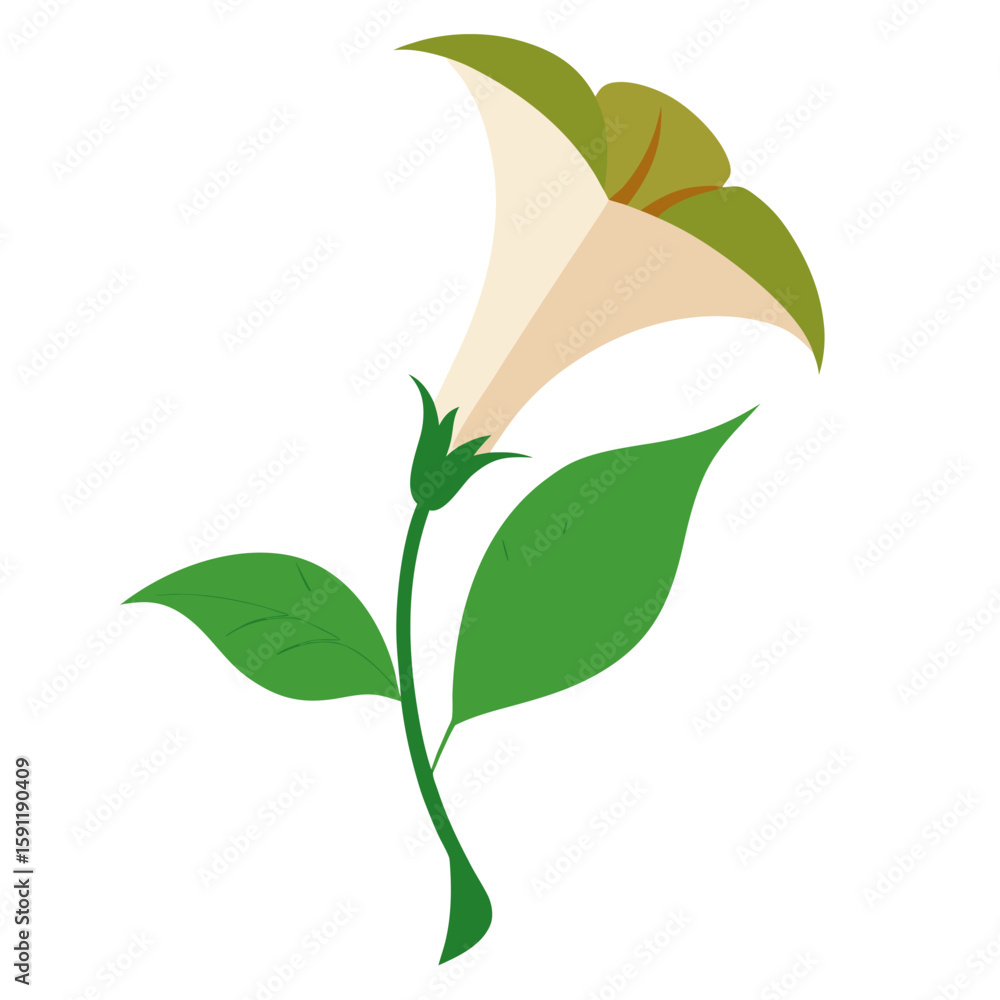 Obraz premium ash leaved trumpet flower on white background