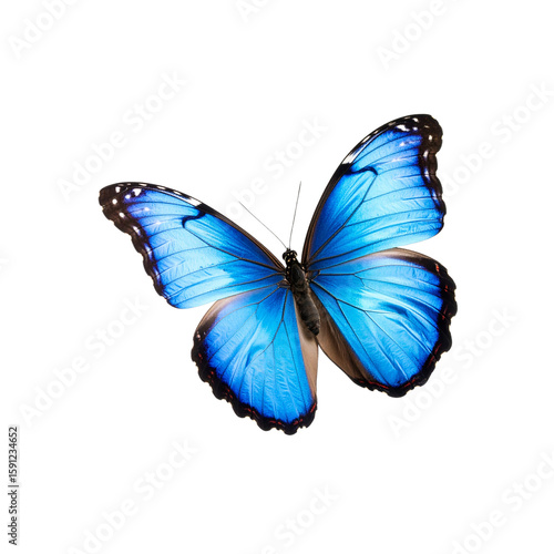 Vibrant Blue Morpho Butterfly displaying elegant wings on transparent background