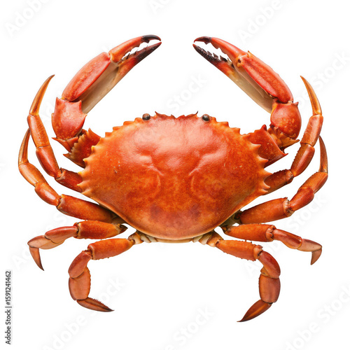 red crab isolated on transparent background