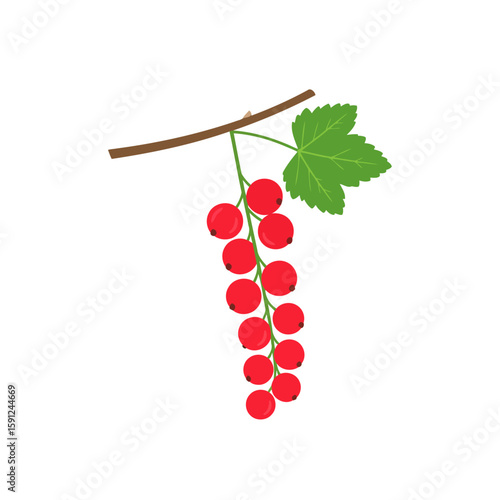 Vibrant redcurrant cluster illustration with a single green leaf hanging from a brown branch.