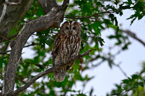 Waldkauz sitzt in einer Platane // Tawny owl (Strix aluco)