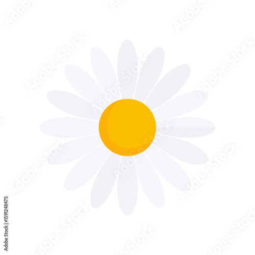 Simple flat design daisy flower with a round yellow center and symmetrical white petals. Minimalist vector illustration of a chamomile blossom.