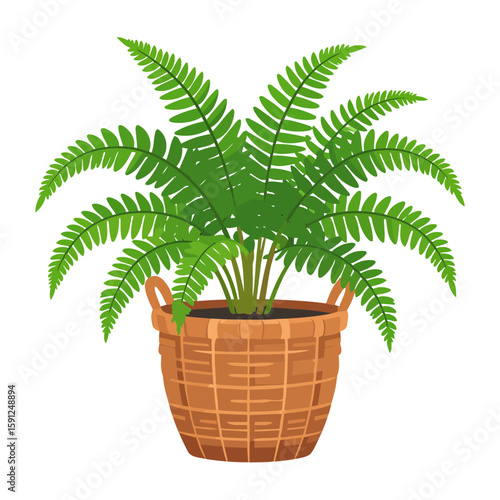 Lush green fern houseplant with arching fronds in a brown woven wicker basket pot with handles.