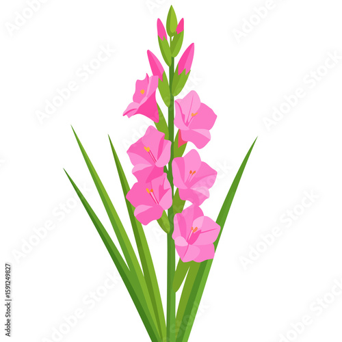 A vibrant pink gladiolus flower stalk with sharp green leaves in a flat vector illustration style.