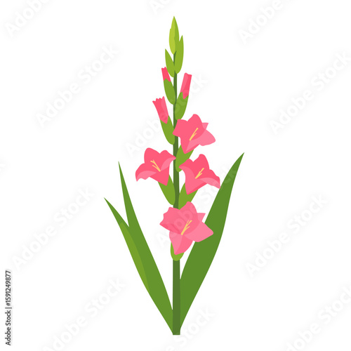 Elegant pink gladiolus flower stalk with blooming florets and green leaves, flat vector style.