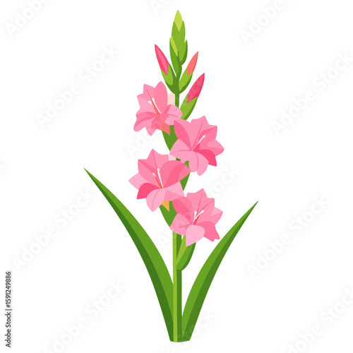 Elegant pink gladiolus flower illustration with blooming petals and green buds.