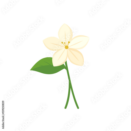 Beautiful white jasmine flower illustration with five creamy petals, a yellow center, and one green leaf.
