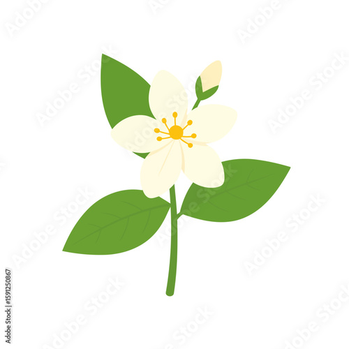 Elegant white blossom with five petals, a yellow center, and a small bud on a green stem with leaves.