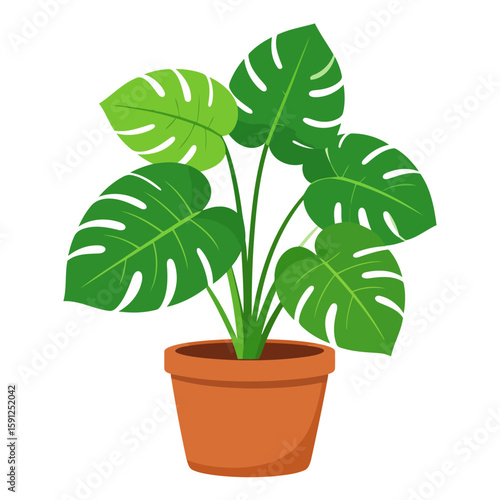 Lush green Monstera deliciosa plant with fenestrated leaves in a classic terracotta pot.