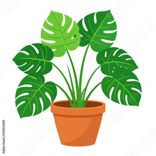 Lush Monstera deliciosa houseplant with large, split green leaves in a terracotta pot.