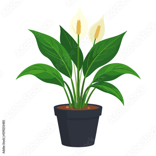 Illustrated Peace Lily houseplant with vibrant green leaves and white spathe flowers in a pot.
