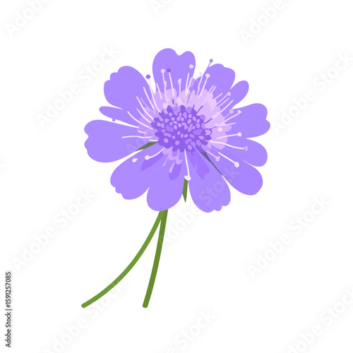 Stylized purple pincushion flower illustration with delicate petals and a textured center.