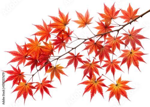 A branch of maple leaves showcases a stunning array of red and orange autumn colors, isolated on a clean transparent background