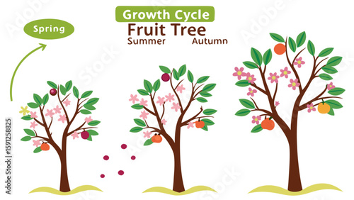 Explore fruit tree growth cycle stages from spring to autumn with blossoms and fruits seasonal illustration