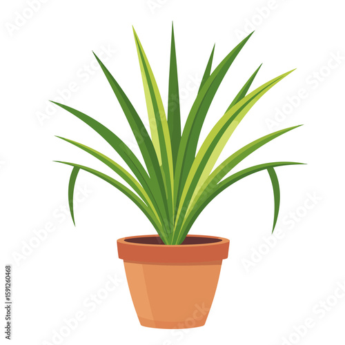 Lush variegated houseplant with long, spiky green leaves in a simple terracotta pot.