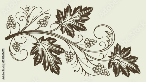Vintage grape vine vector illustration for wine label design and decorative floral ornament elements design asset
