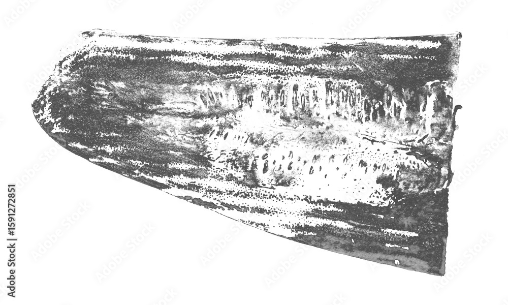 Obraz premium Monochrome hand-drawn print of squash slice with detailed natural texture. Black ink vegetable stamp with visible pulp, skin patterns. Eco friendly design, food prints, botanical art, vegan visuals