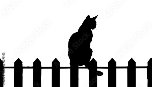 cat silhouette on pointed picket fence