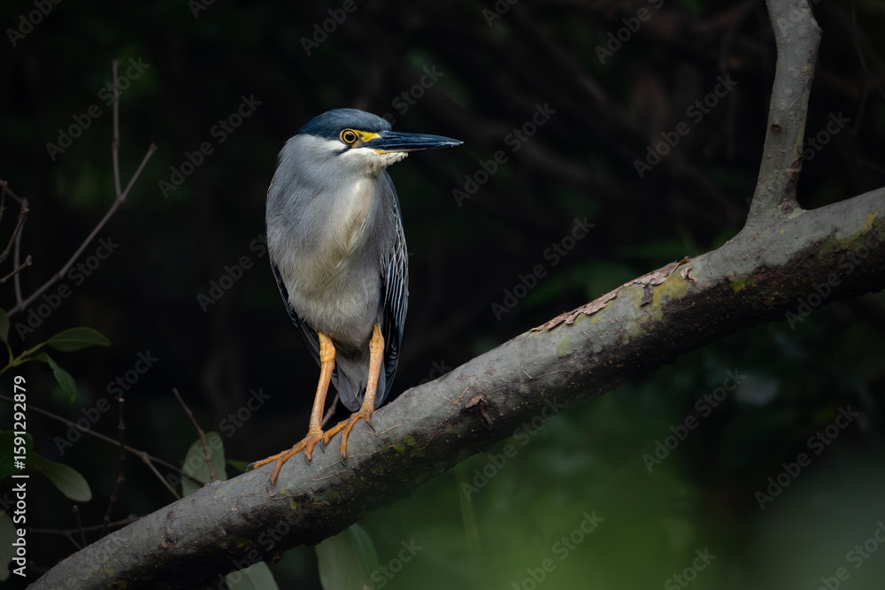 Striated heron latin name Butorides Striated heron latin name Butorides