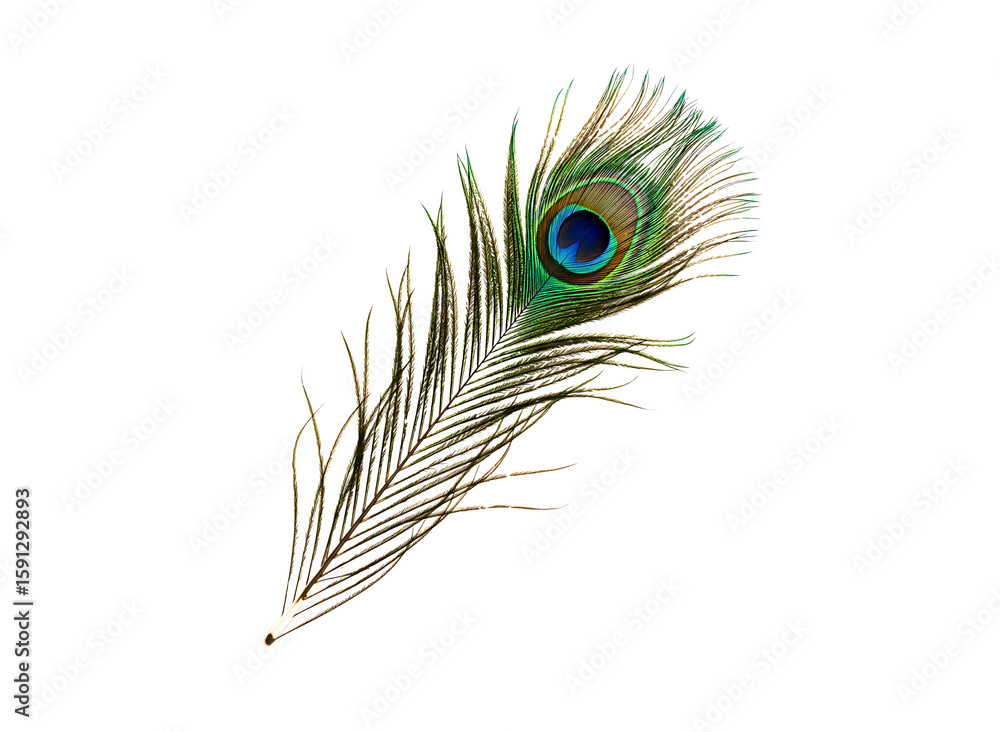 Fototapeta premium A single beautiful peacock feather with its distinctive eye pattern isolated on transparent background