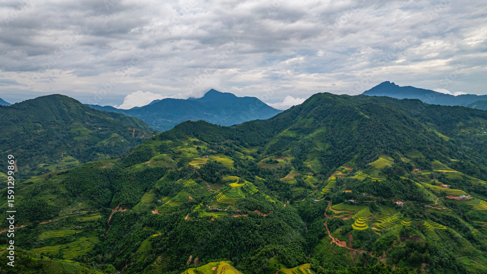 Fototapeta premium A breathtaking view of vibrant green and golden rice terraces cascading down the mountainside, set against a backdrop of lush hills and a cloudy sky in a serene rural setting.
