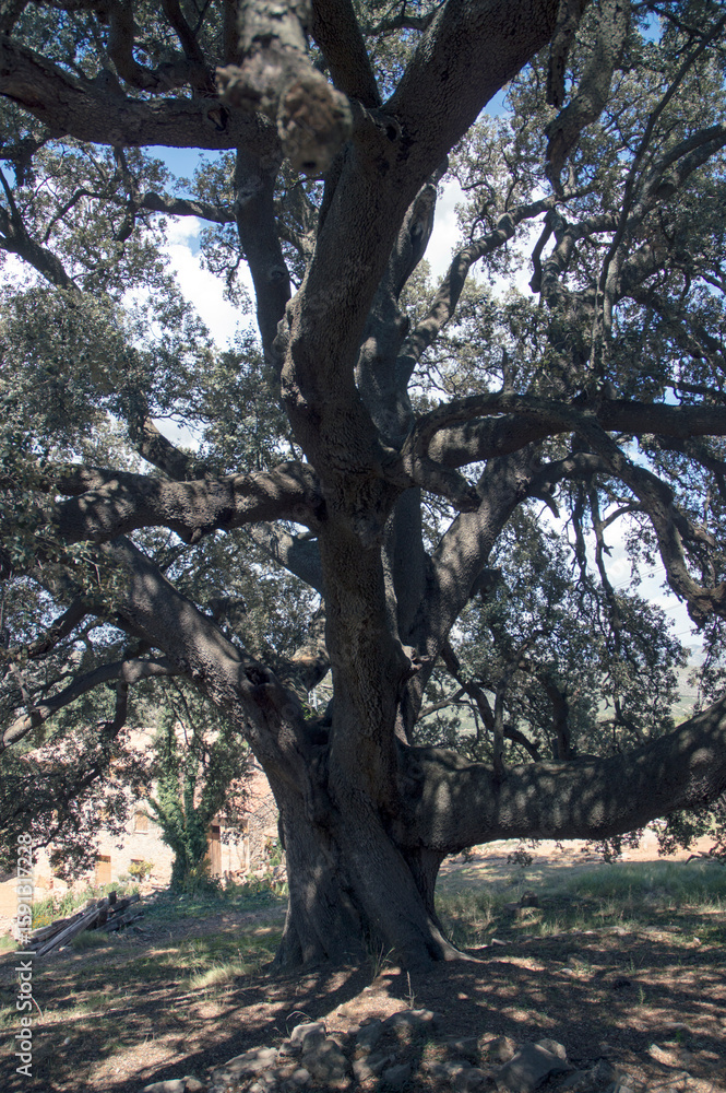 large millenary holm oak in its natural environment large millenary holm oak in its natural environment