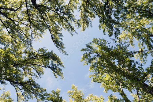 branches from the top of various trees