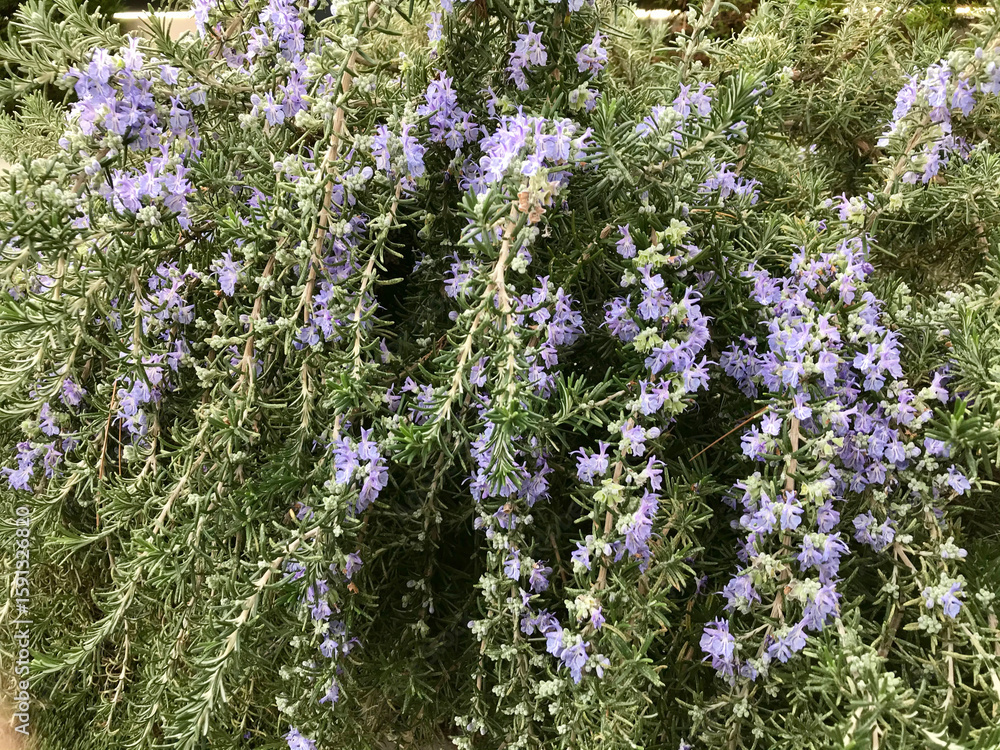 Obraz premium rosemary plant in full bloom on a sunny day