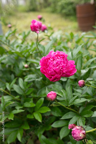 Vibrant pink peonies blooming in lush garden