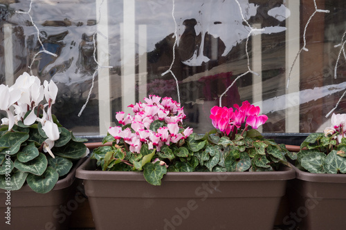 Potted cyclamen flowers in urban garden setting by window