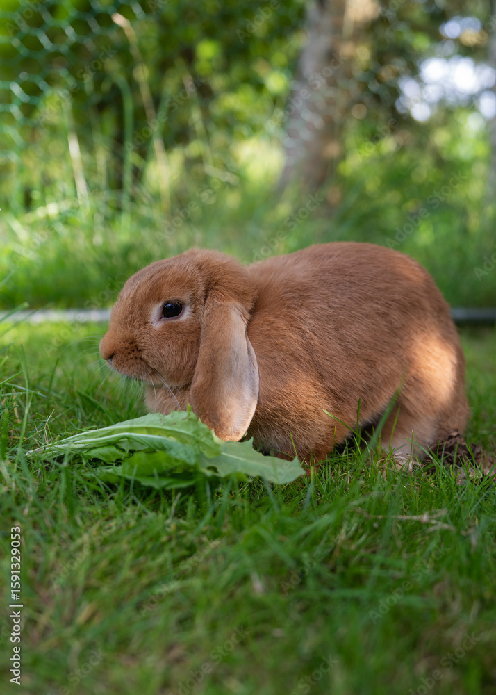 Fototapeta premium Fluffy lop-eared rabbit enjoying a sunny day on vibrant green grass. Perfect outdoor nature scene for springtime, animals, and peaceful rural lifestyle visuals.