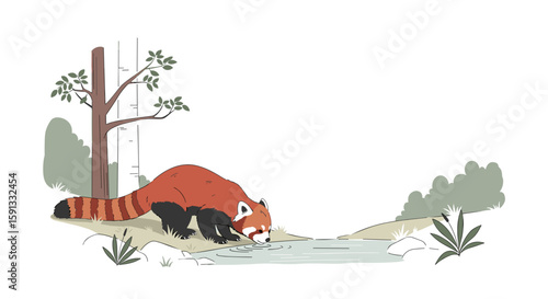 Red panda drinking from stream in forest illustration