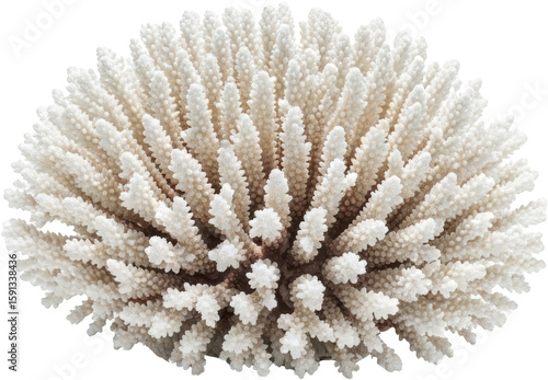 Detailed view of a bleached white coral formation with intricate branching structures isolated with