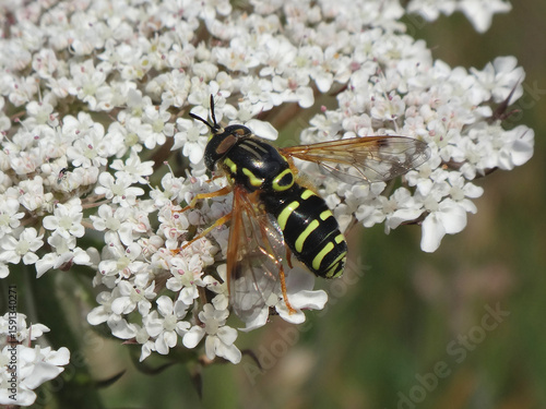 Hook-banded meadow fly (Chrysotoxum festivum), male feeding on wild carrot flowers