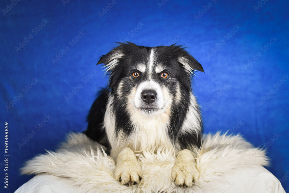 Fototapeta premium Calm Border Collie Posing Against Blue Background. A well-groomed black and white Border Collie is lying on a soft white faux fur blanket, placed over a crumpled white sheet. The dog gazes calmly