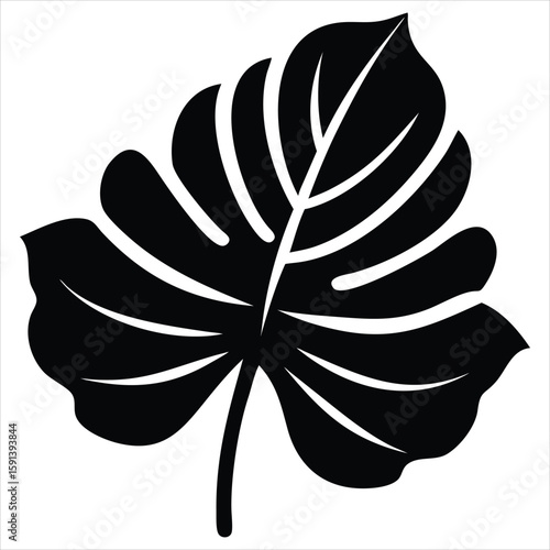 A striking black silhouette of a large iconic monstera deliciosa leaf, also known as a swiss cheese plant leaf, showcasing its distinctive fenestrations and natural beauty in a clean graphic style 