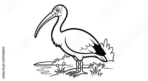 Long-beaked Ibis: A detailed illustration of a graceful ibis with its distinctive long, curved beak standing in its natural habitat.