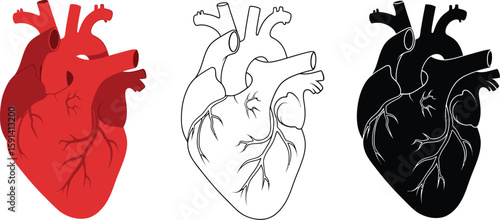 Human heart anatomy illustration vector design for medical education and healthcare information graphics