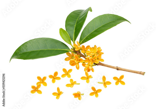 A branch of fragrant osmanthus flowers with green leaves, isolated on a transparent background