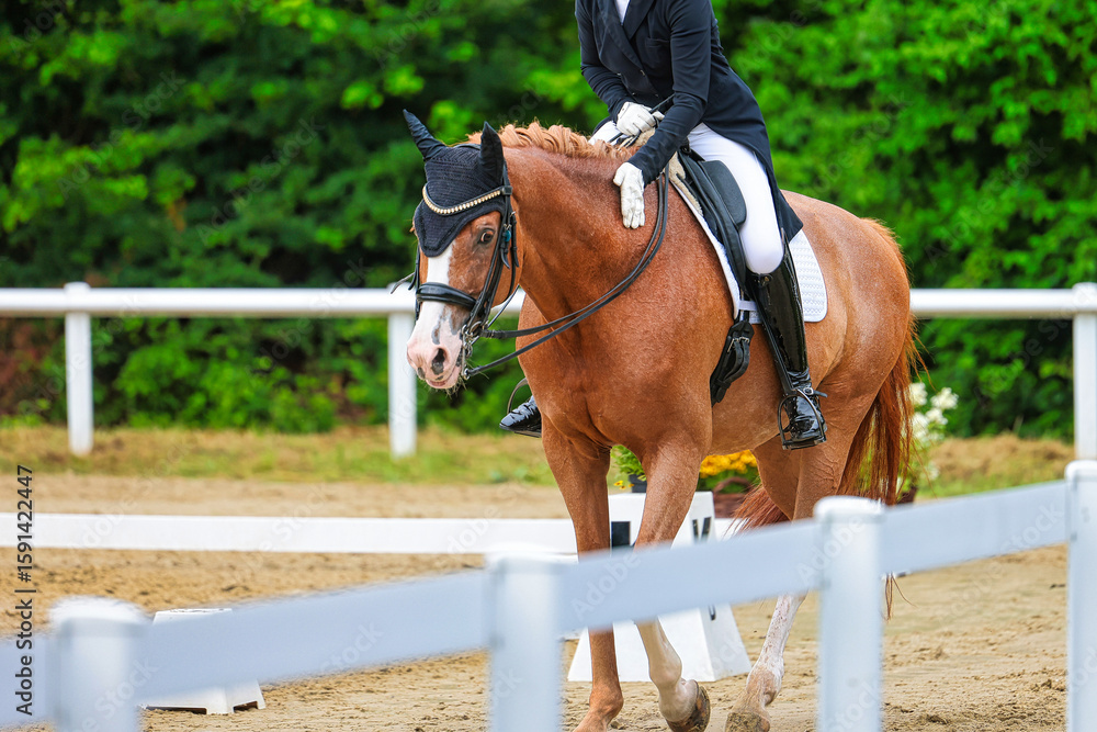 Fototapeta premium Horse dressage horse in a dressage competition close-ups.