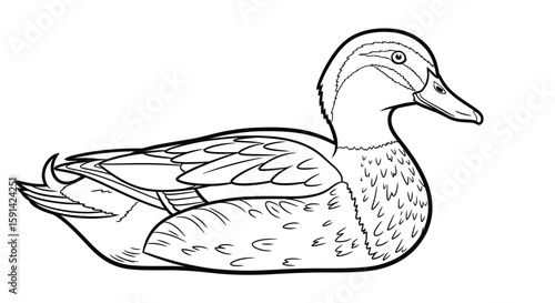 Graceful Silky Asian Duck Profile Detailed Coloring Page for Adult Avian Art Enthusiasts
