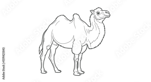 Mighty Strong Asian Camel with Single Hump Detailed Coloring Page for Adult Adventure