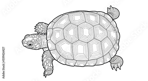 Exotic Upright Indian Star Tortoise Detailed Shell Coloring Page for Adult Reptile Fans