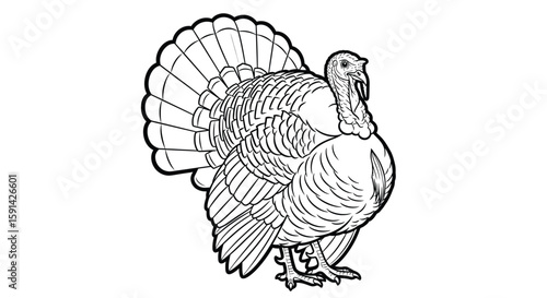 Majestic Upright Standing Asian Turkey Detailed Bird Coloring Page for Adult Relaxation